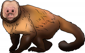 Capuchin Monkey
