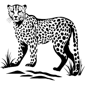 Cheetah