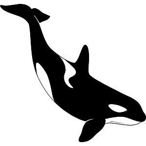 Diving Orca Marine