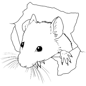 Mouse Through Hole