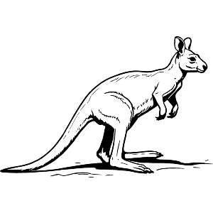 Australian Kangaroo
