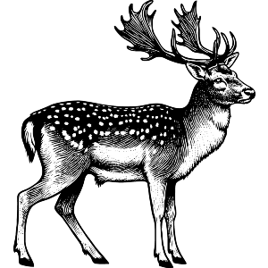 Fallow Deer Standing