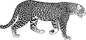 Leopard