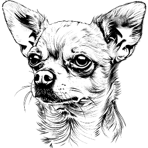 Chihuahua Portrait