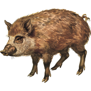 Wild Hog