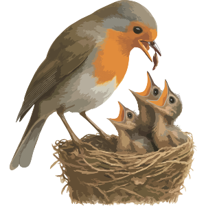 Robin Bird Feeding Baby Chicks Nest Wildlife