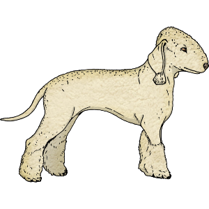 Bedlington Terrier