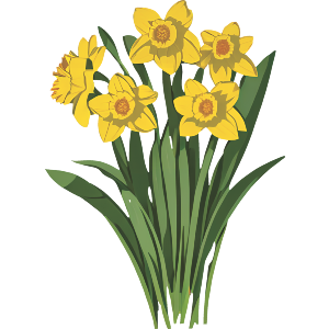 Daffodils In Bloom