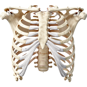 Human Ribcage