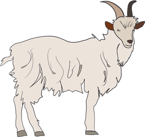 Goat