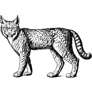 Lynx Cat Standing