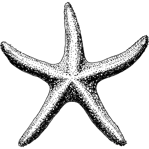 Single Starfish