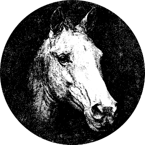 Horse Portrait