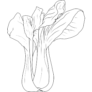 Bok Choy Vegetable
