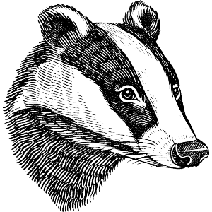 Badger Portrait