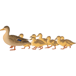 Duck Family Following