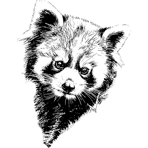 Red Panda Portrait