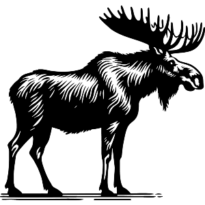 American Moose