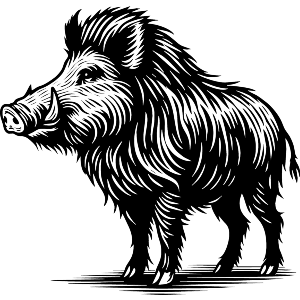 Wild Boar Standing