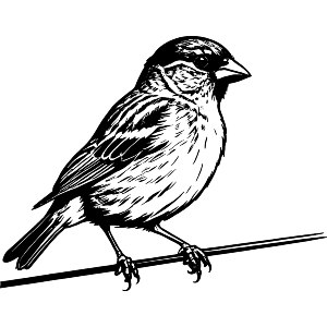 House Sparrow