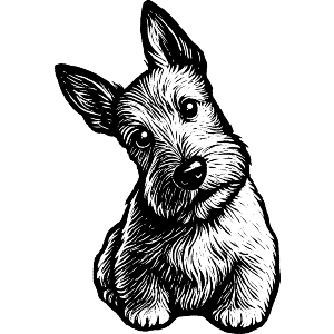Scottish Terrier Sitting