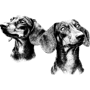 Two Dachshund Dogs