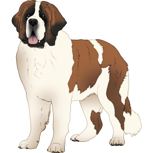 St Bernard Dog Standing
