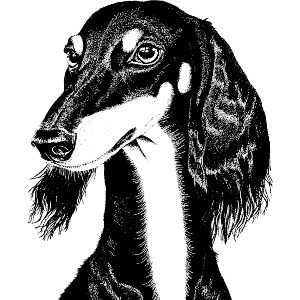 Saluki Dog Portrait