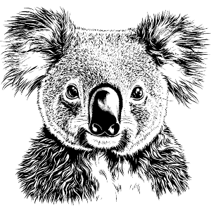Koala Portrait