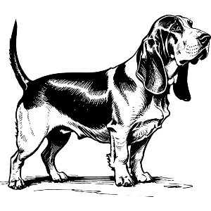 Basset Hound Trailing a Scent