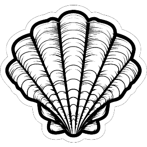 Sea Shell