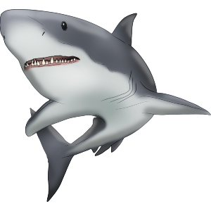 Great White Shark