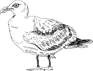 Grumpy Seagull