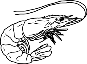Shrimp