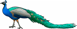 Peacock