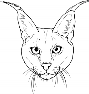 Caracal Cat
