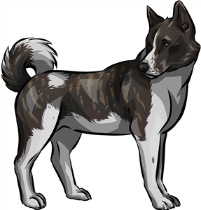 American Akita