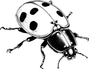 ladybug
