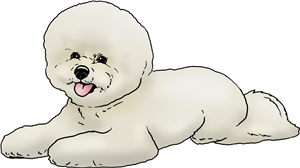 Bichon Frise