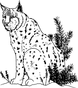 Lynx