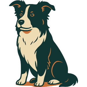 Sitting Border Collie