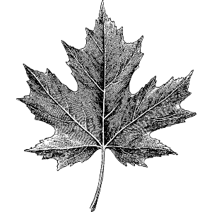 Maple Leaf