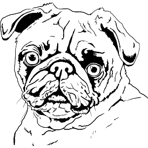 Pug Dog Portrait