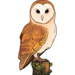 Perched Barn Owl