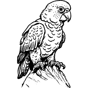 Kakapo Parrot