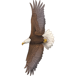 Flying Bald Eagle