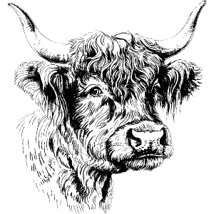 Highland Cow Portrait