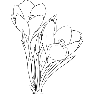 Crocus Flowers