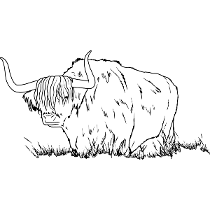 Highland Cow In Long Grass