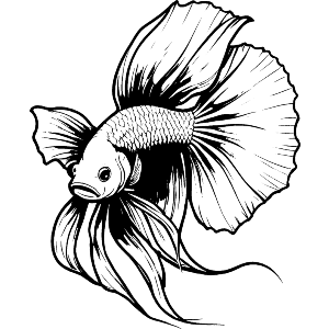 Siamese Fighting Fish